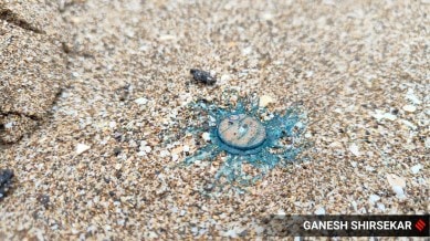 blue button jellyfish