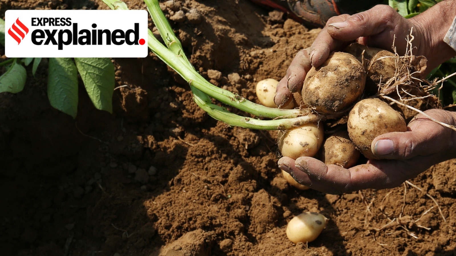 Farmers show potatoes from a field in Hathras, Uttar Pradesh.