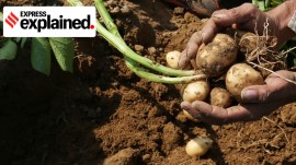 Farmers show potatoes from a field in Hathras, Uttar Pradesh.