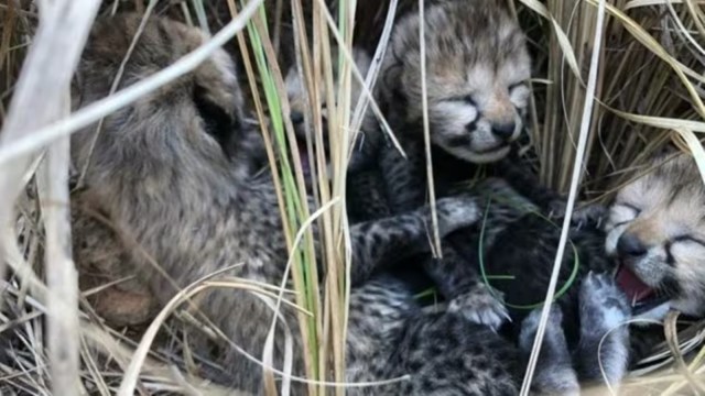 cheetah cub death