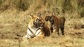 Suprme Court, SC panel, Bar on pvt vehicles, Sariska reserve, tiger protection force, save tigers, CEC report, tiger protection, tiger deaths, Indian express news