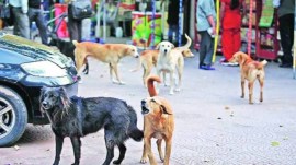 The incident took place in 7th Residential Camp, Air Force Station East, near Jalahalli when a pack of 10 to 12 stray dogs pounced on her at around 6.30 am.