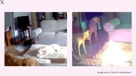 The viral video shows the dog chewing on the lithium-ion power bank on its bed (Image source: Tulsa Fire Department)