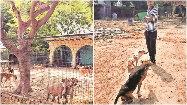 Greater Noida shelter home, private shelter in Greater Noida, animal shelter in Greater Noida, Khargosh, dogs, animals in GN pvt shelter house, Smart Sanctuary, Indian express news