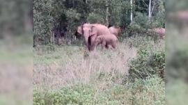 Three elephants with two calves took shelter on abandoned government land.