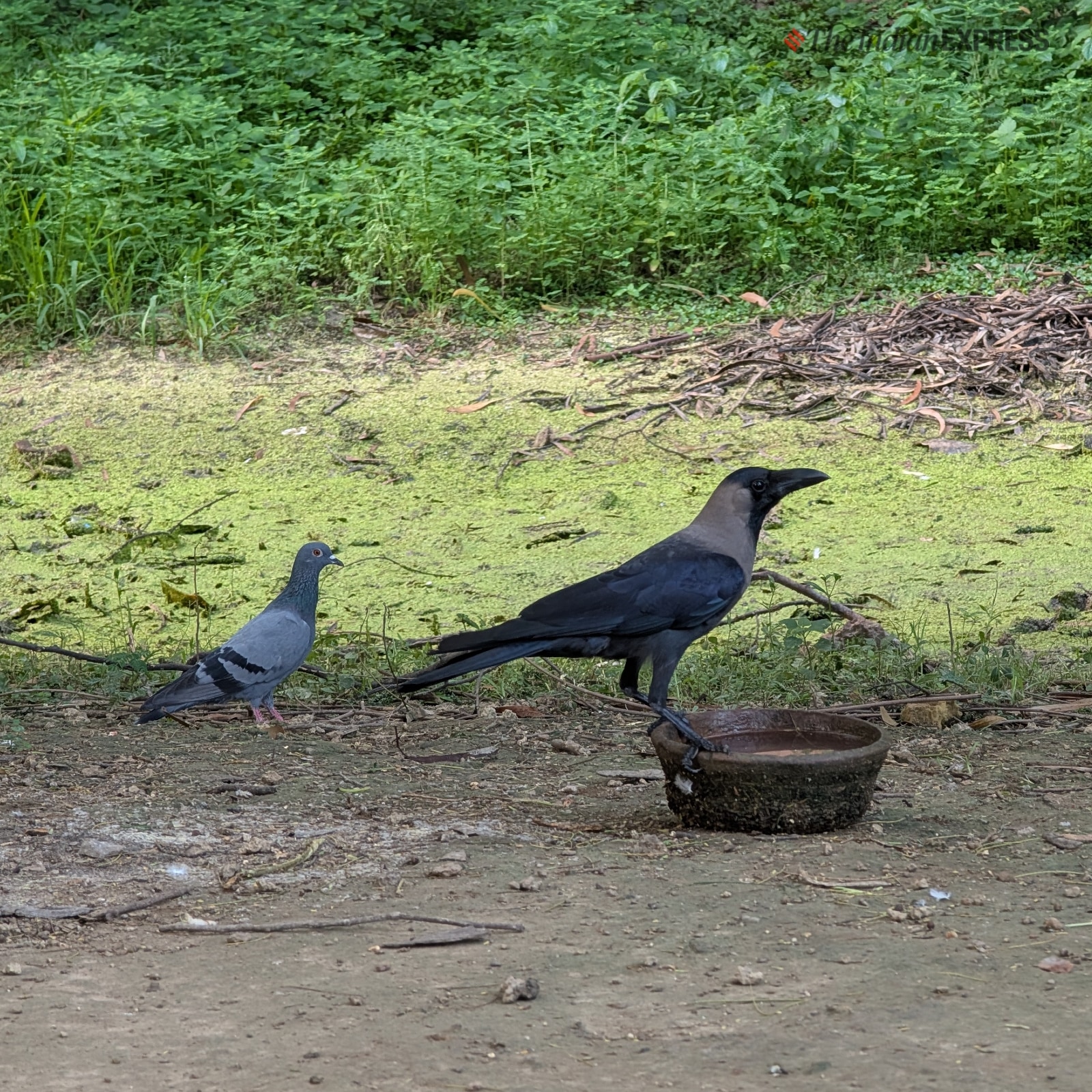 Pixel 9 Pro XL camera sample