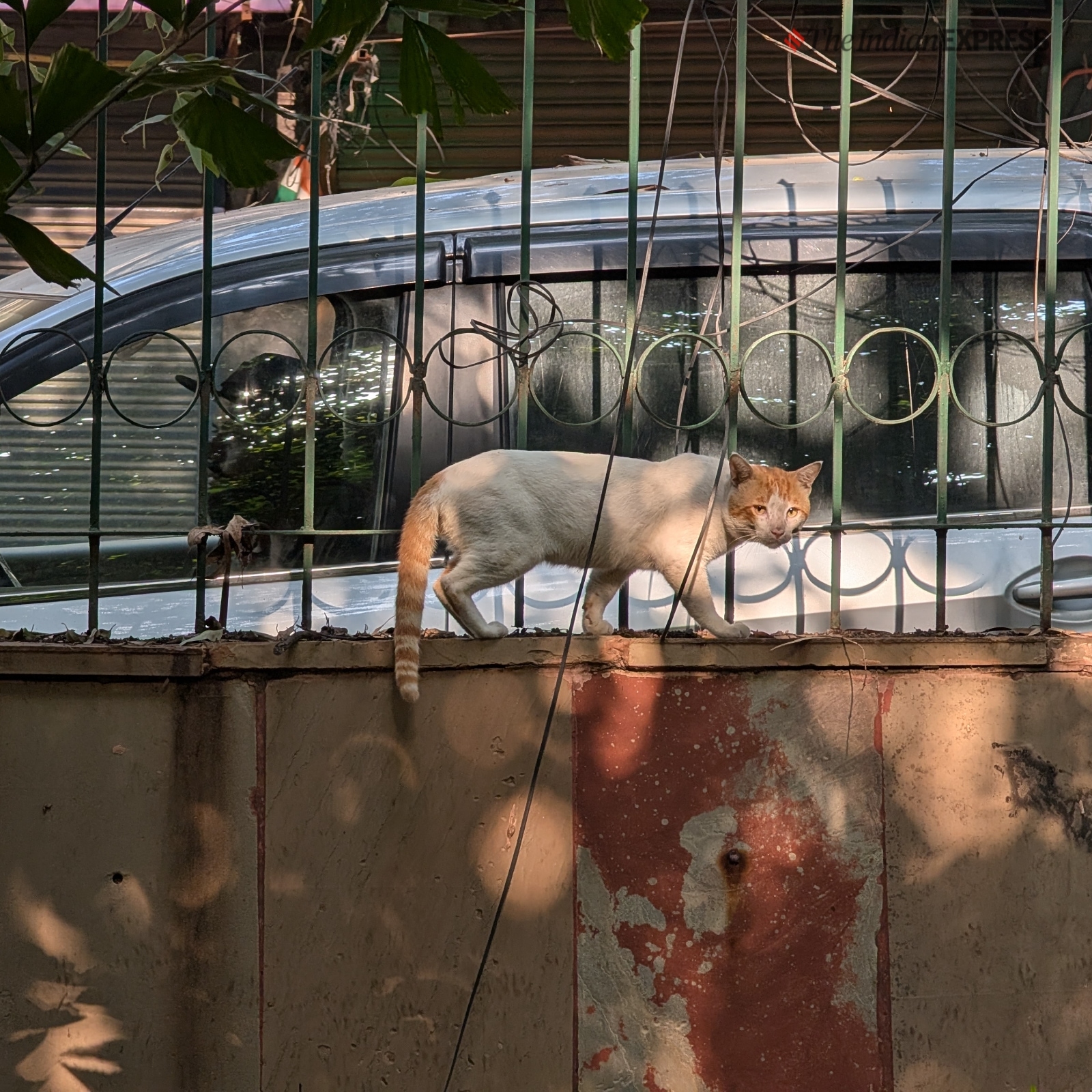 Pixel 9 Pro XL camera sample