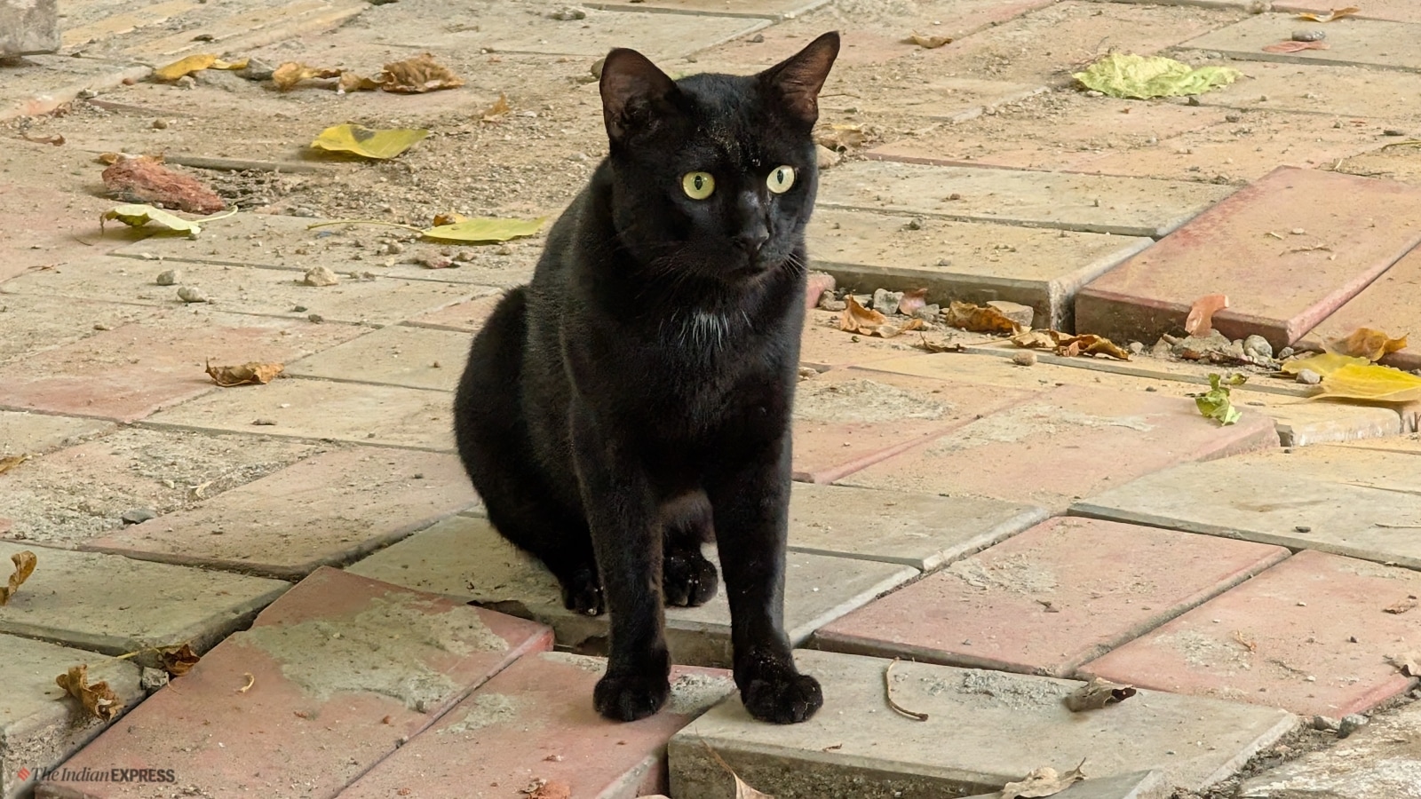 Google Pixel 9 Pro XL camera sample
