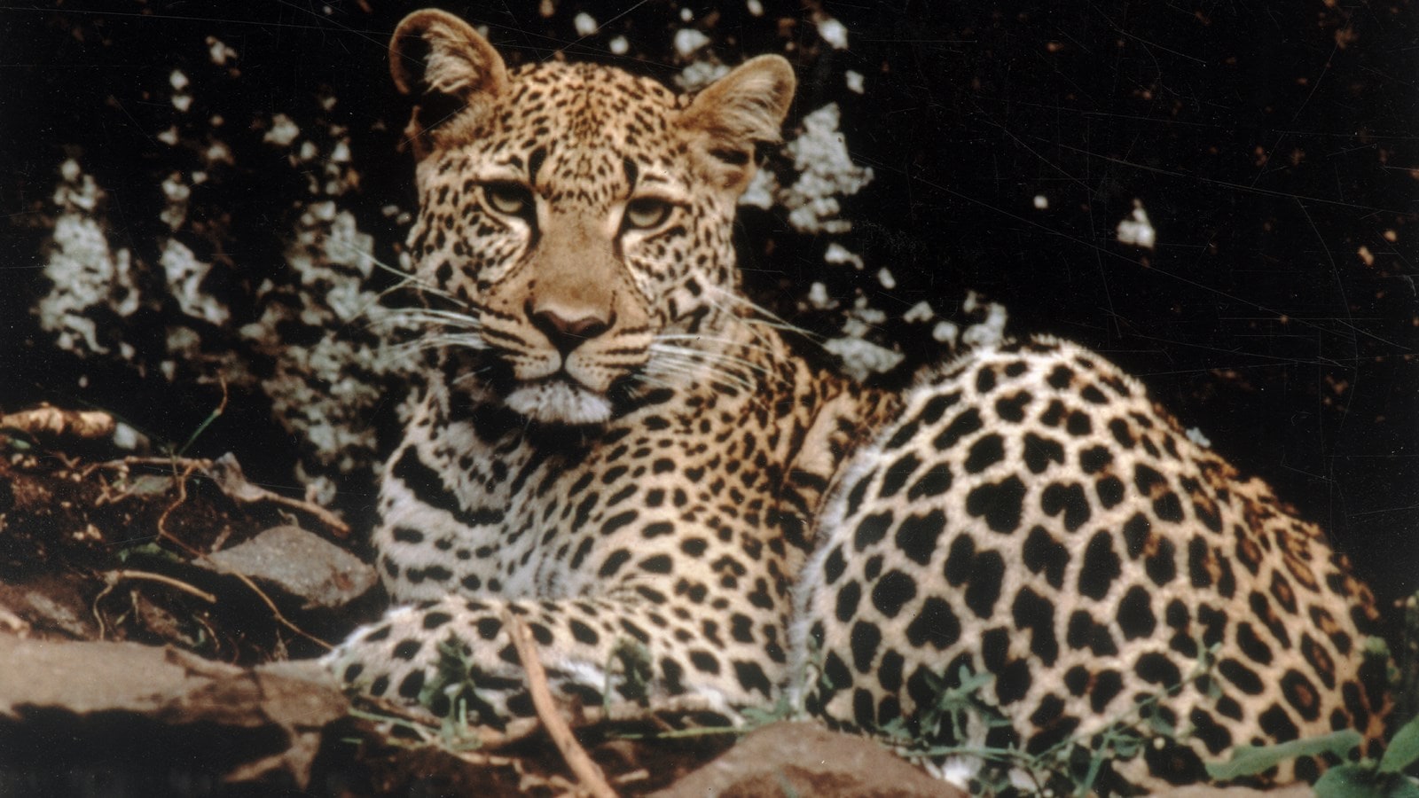 Namibian male cheetah dies at Kuno Park in Madhya Pradesh