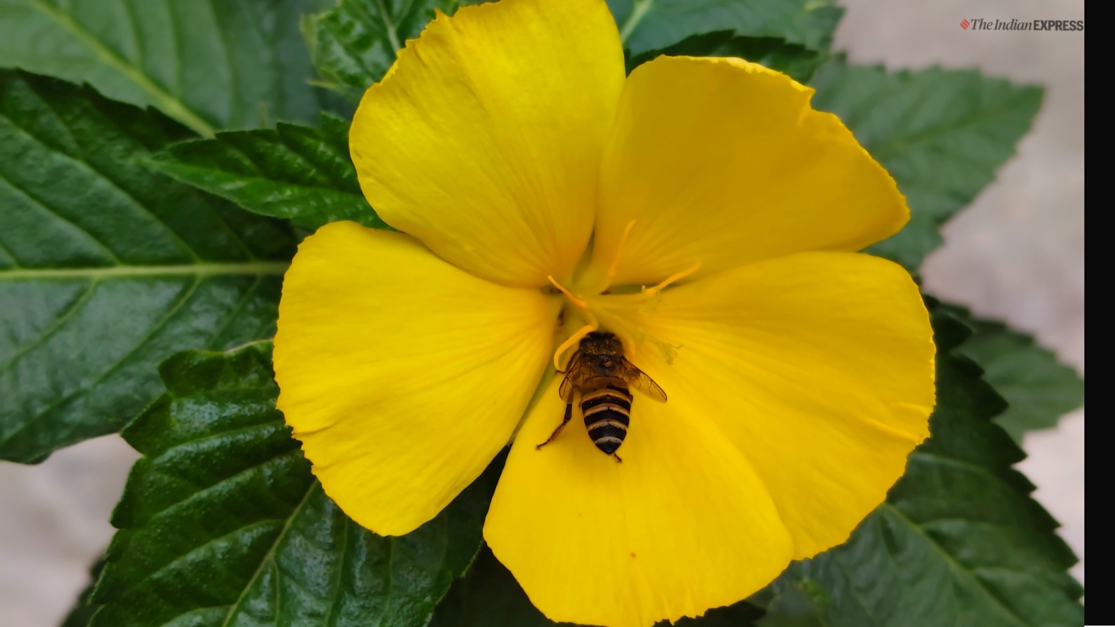 iQOO Z9s Pro camera sample