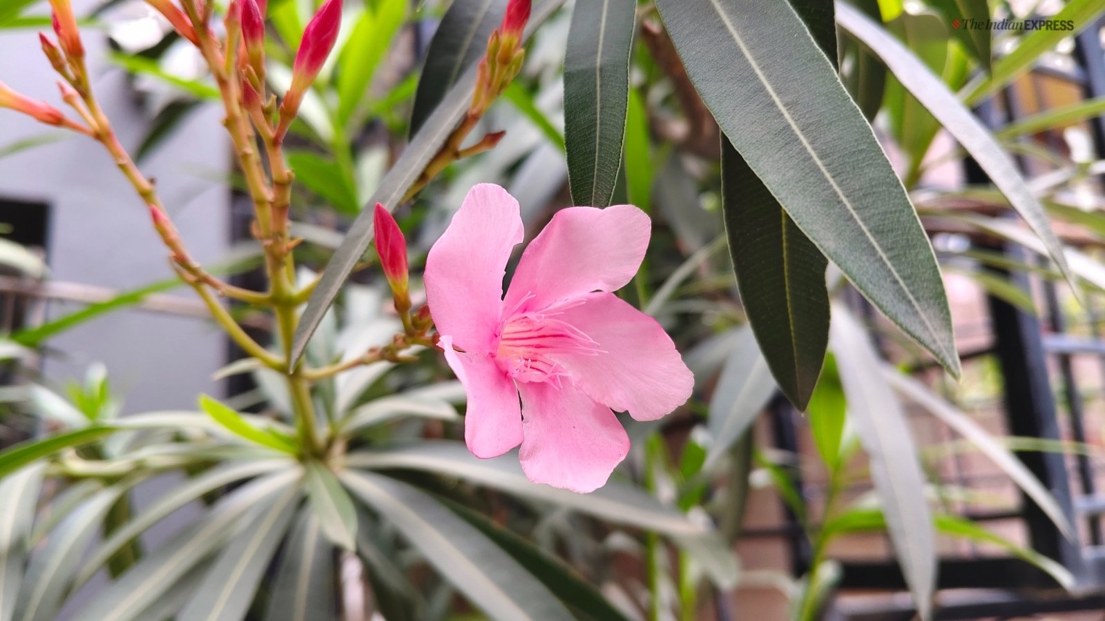 iQOO Z9s Pro camera sample