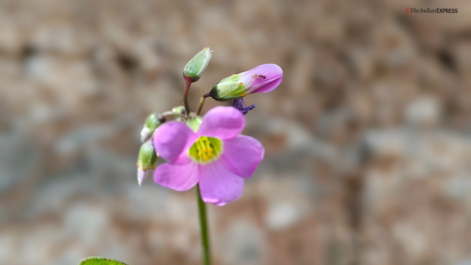 iQOO Z9s Pro camera sample