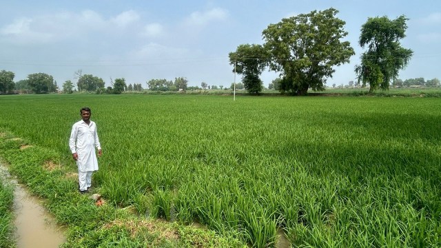 Paddy Punjab