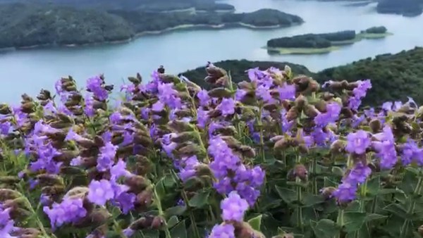 Sea of vibrant blue flowers envelops Idukki hills in Kerala as ...