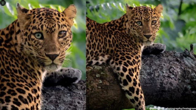 leopard