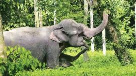 Captive elephants