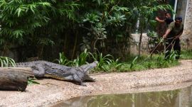A crocodile being taken to its enclosure at Sayajibaug Zoo. Bhupendra Rana