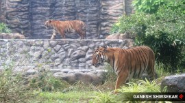 madhya pradesh tiger deaths