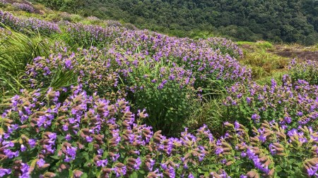 neelakurinji