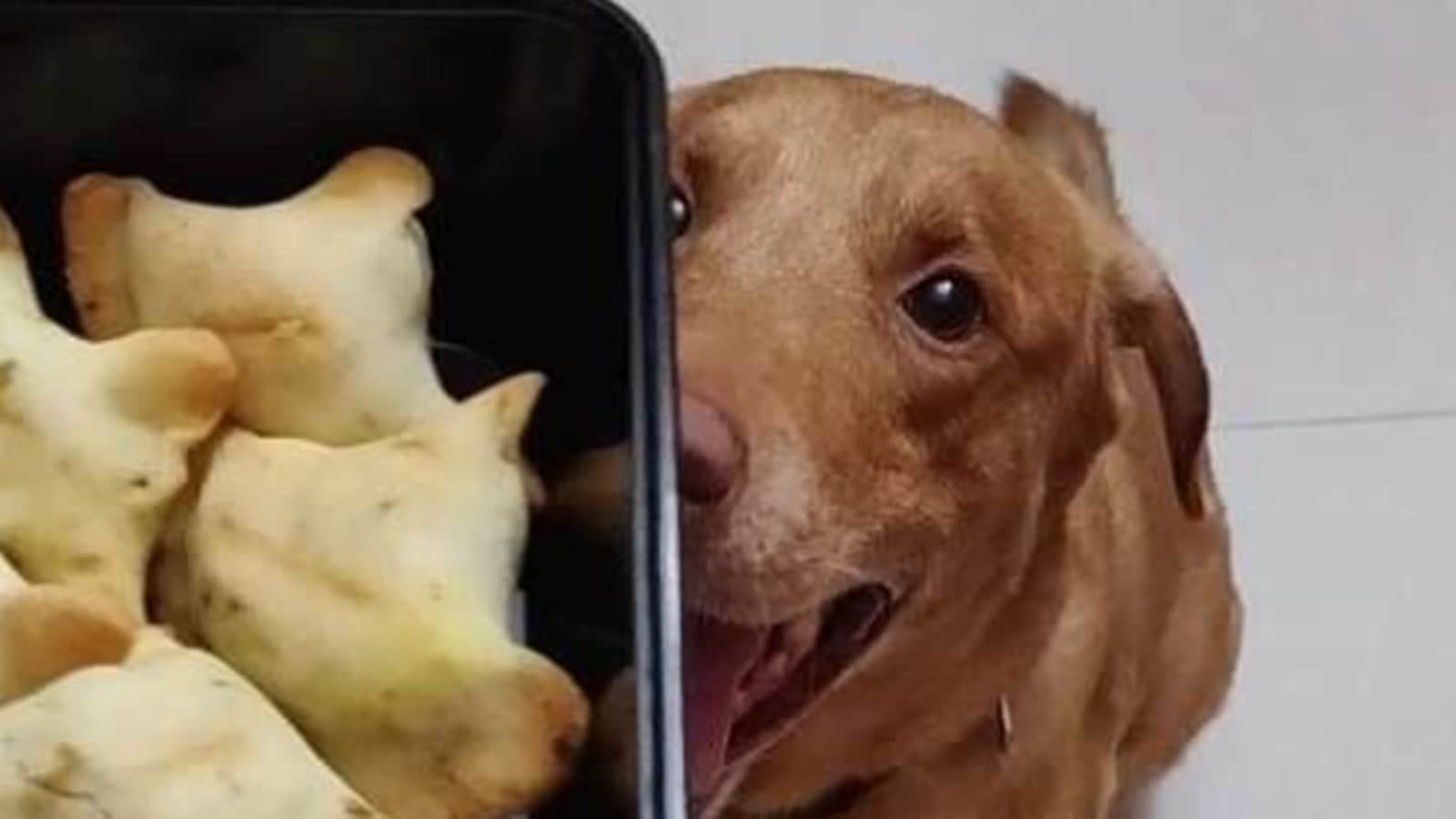 Pune pet dogs home cooked food