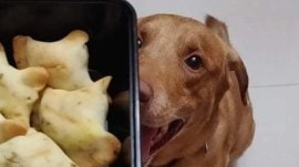 Pune pet dogs home cooked food