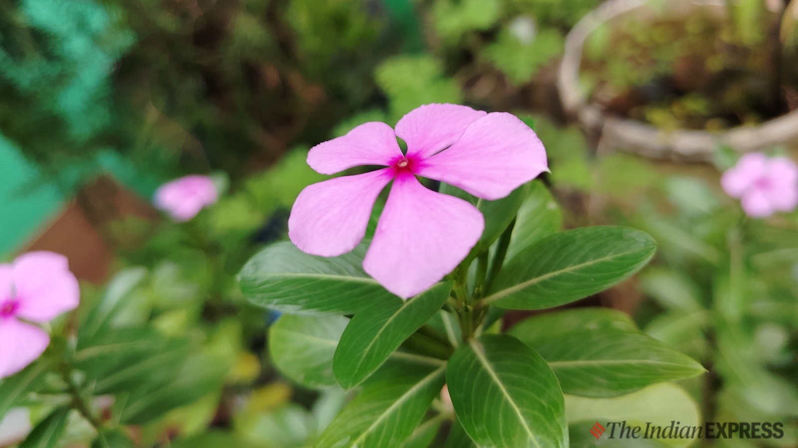 Poco M6 Plus review