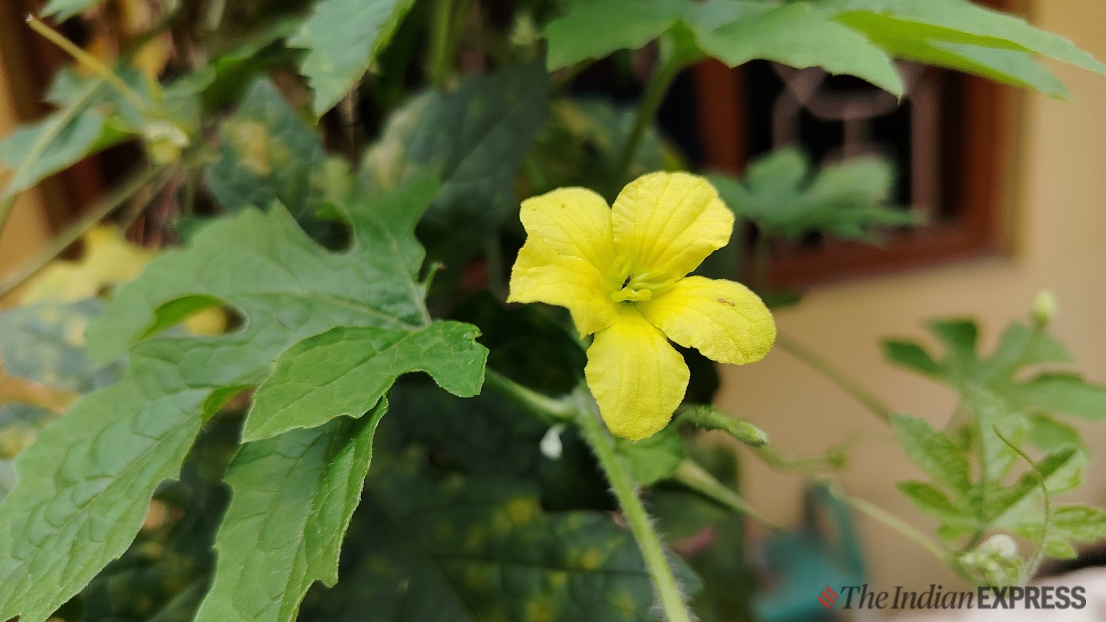 Poco M6 Plus review