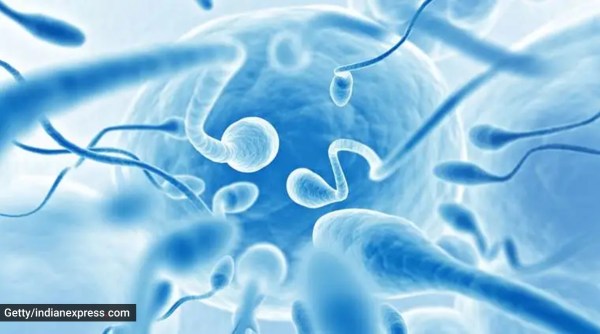 sperm 