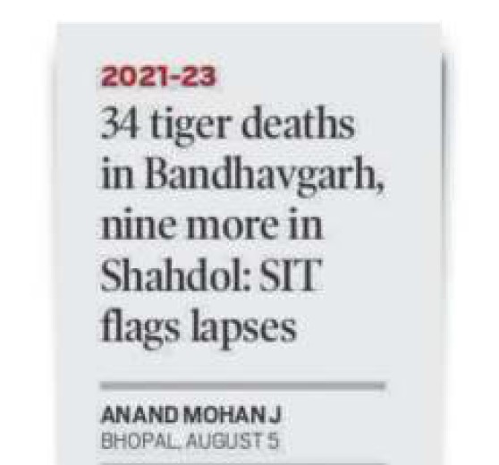madhya pradesh tiger deaths, mp tiger deaths, madhya pradesh tigers, mp tigers, madhya pradesh news, ntca, tiger conservation india, tiger conservation mp, indian express
