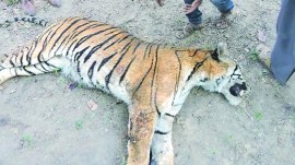 Veterinarians have taken a sample of the tiger's viscera to determine the cause of death.