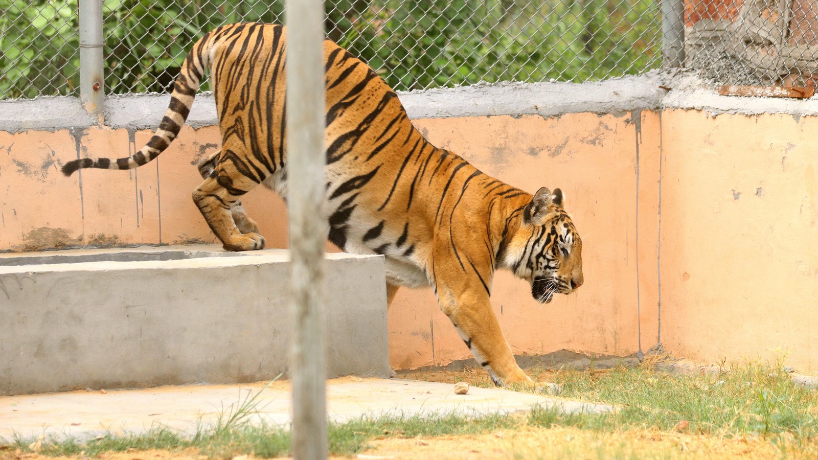Chhattisgarh tiger reserve