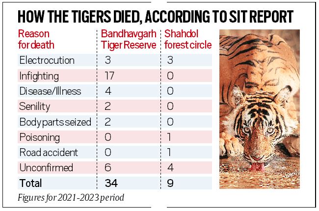 Disinterest by officials, lack of arrests — SIT report on 43 tiger deaths in Madhya Pradesh raises many red flags