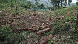Bengaluru illegal tree felling