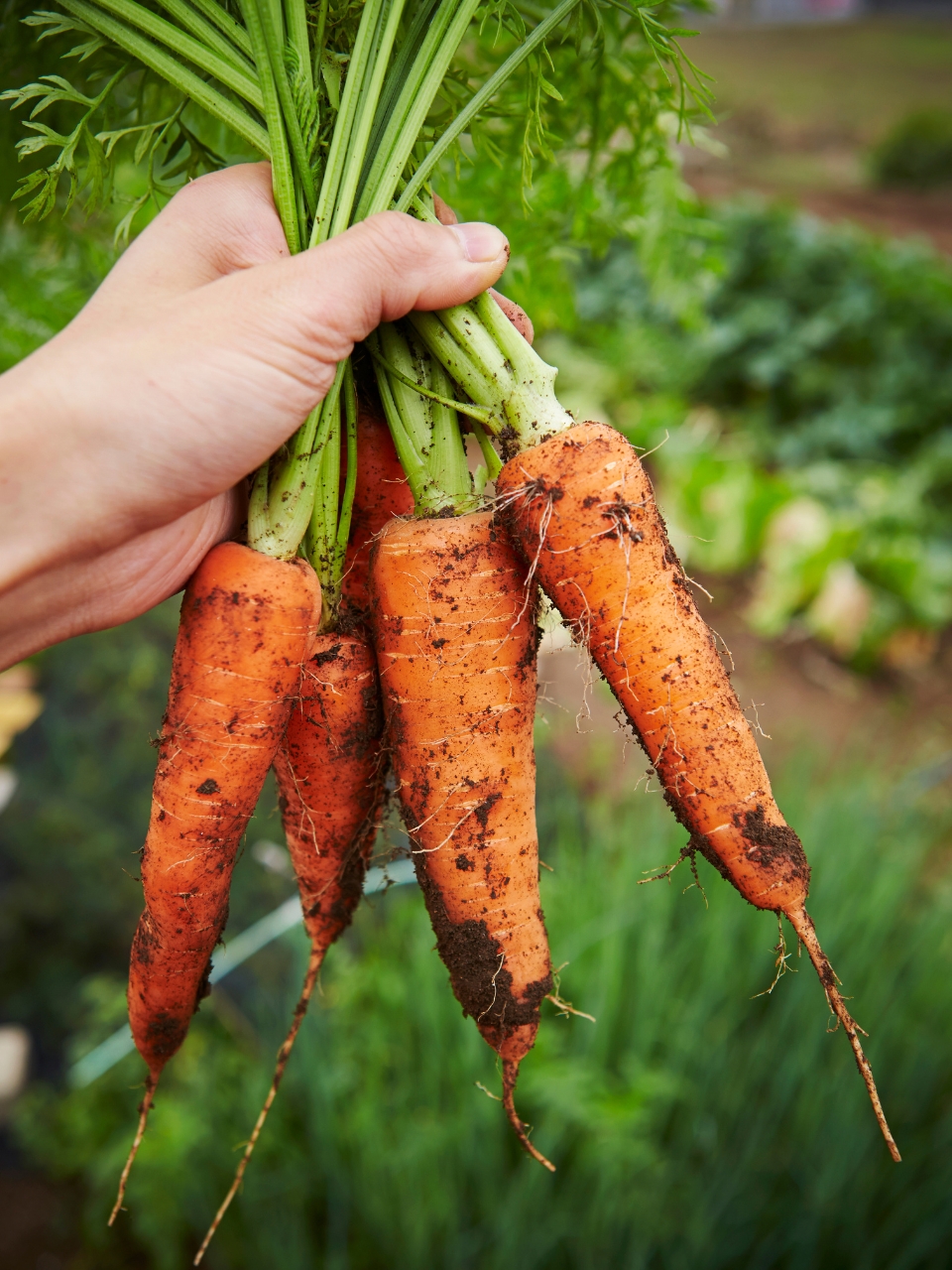 Do Carrots Improve Night Vision