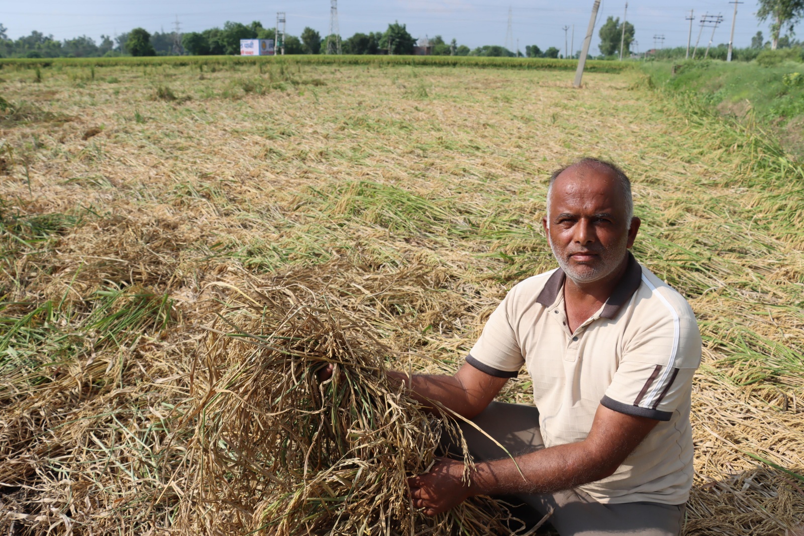 Jai Bhagwan Punia showing damaged harvest  adjacent   Charuni Jattan successful  Haryana. (Express Photo by Jasbir Malhi)