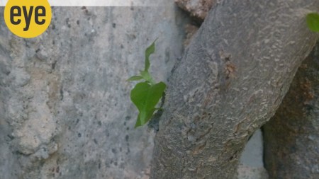 The defiant bougainvillea sprouts again (Photo credit: Ranjit Lal)