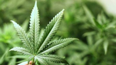 Himachal Pradesh cannabis cultivation, legalisation of cannabis, cannabis committee report,
