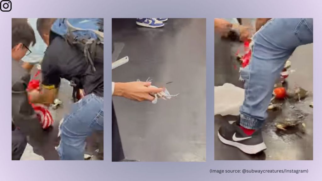 Tumbled Out Watch: chaos erupts on metro train as live crabs tumble out of woman’s ...