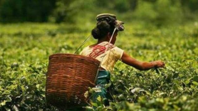 Darjeeling beverage  workers