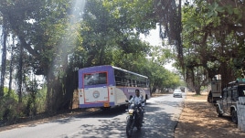 Since 2019, the proposed highway expansion has sparked resistance from environmentalists and activists, who argue that these ancient trees are irreplaceable.