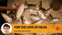 hilsa