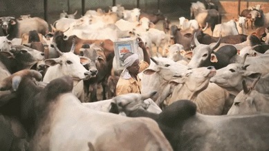 Maharashtra gaushalas, Mumbai gaushala grant, desi cow, Rs 50 per day grant, rajyamata, cow milk, ayurveda, organic farming, beef ban, Maharashtra cabinet clears infra projects, Indian express news