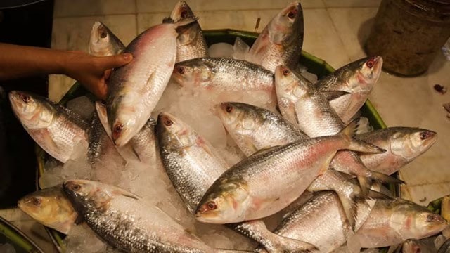 Bangladesh Hilsa export to India