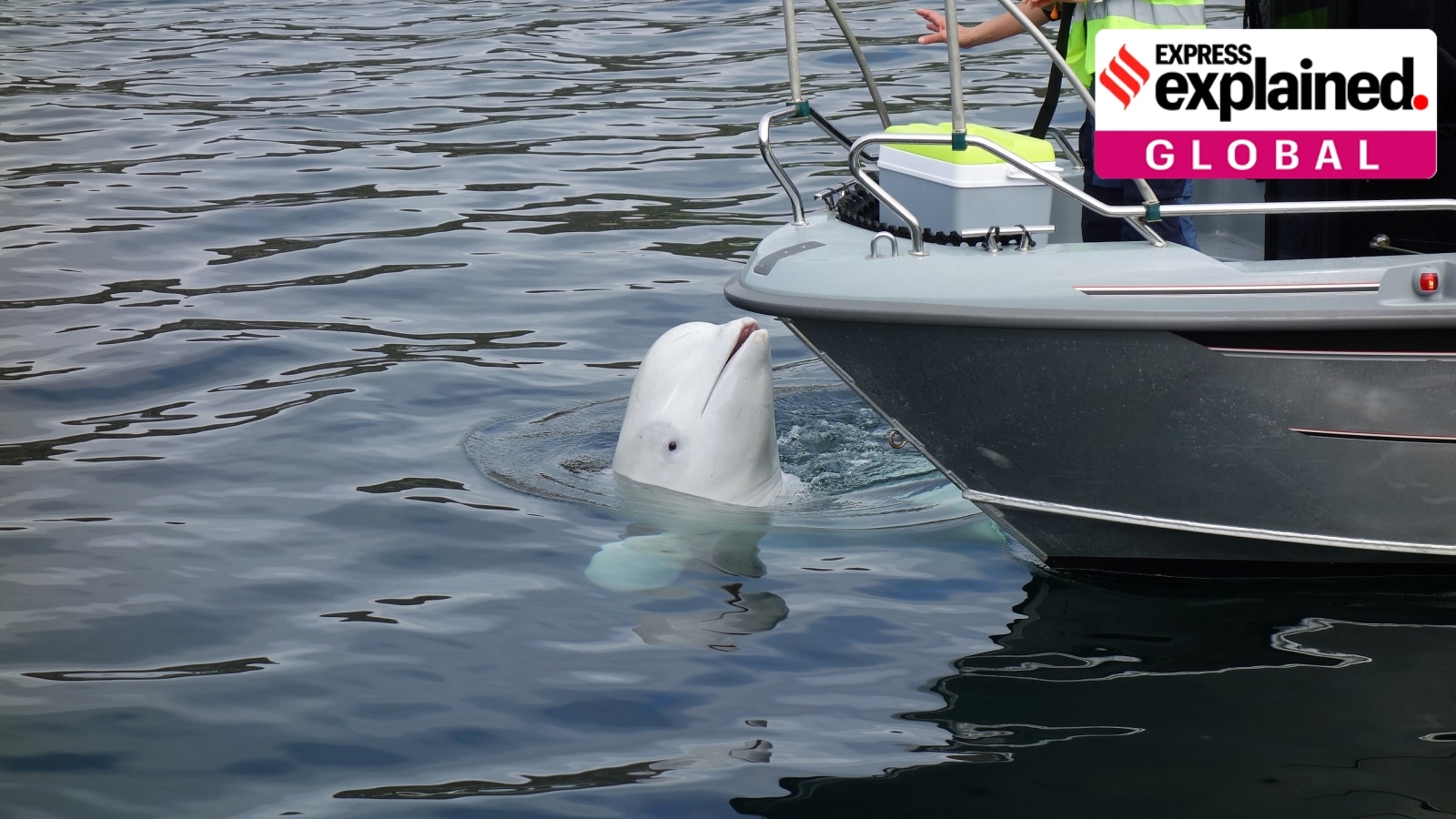 Suspected Russian spy whale found dead in Norway: story of Hvaldimir, other spy animals