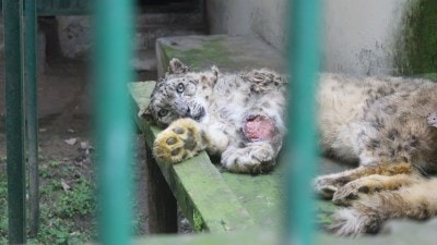 snow leopard, snow leopard Shimla zoo, Shimla zoo snow leaopard, Shimla zoo leopartd health, Shimla zoo leopard Kajju, Shimla zoo snow leopard cancer, zoo snow leopard cancer shimla, snow leopard, snow leopard Himachal, Indain express, current affairs