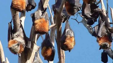 Nipah