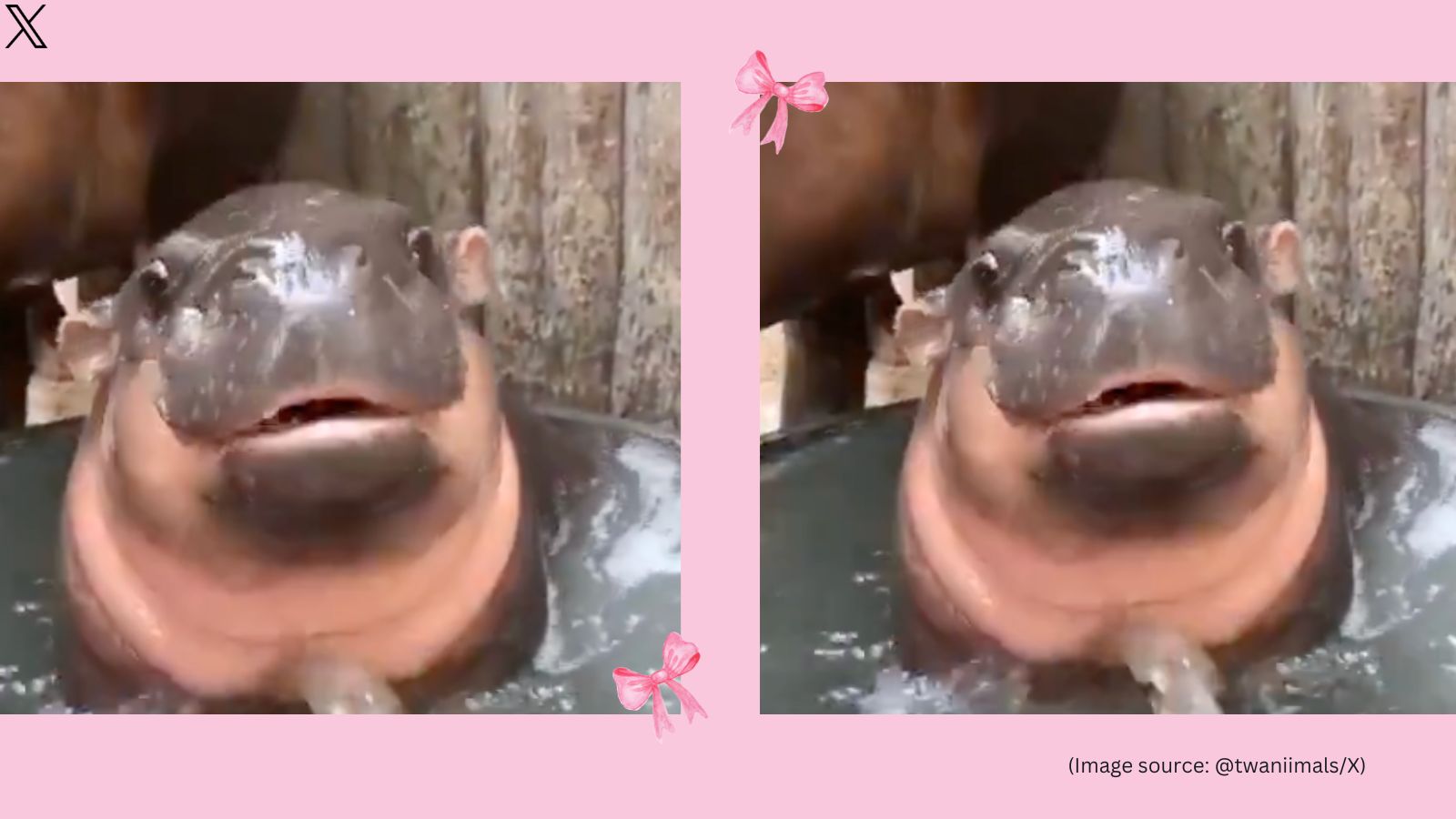 ‘Very Demure, Very Mindful’: Viral Pygmy Hippo Moo Deng’s Bathing Video ...