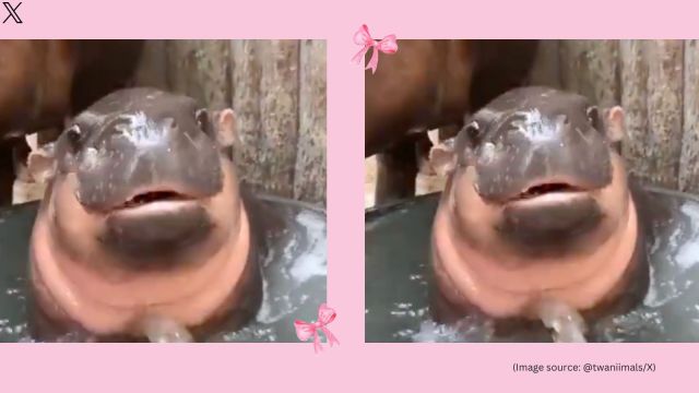 Moo Deng is a pygmy hippo baby placed at the Khao Khew Open Zoo in Thailand (Image source: @twaniimals/X)