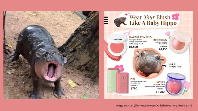 Meet Moo Deng, the viral baby hippo ruling the internet | Trending News ...