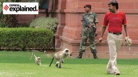 Langur monkey